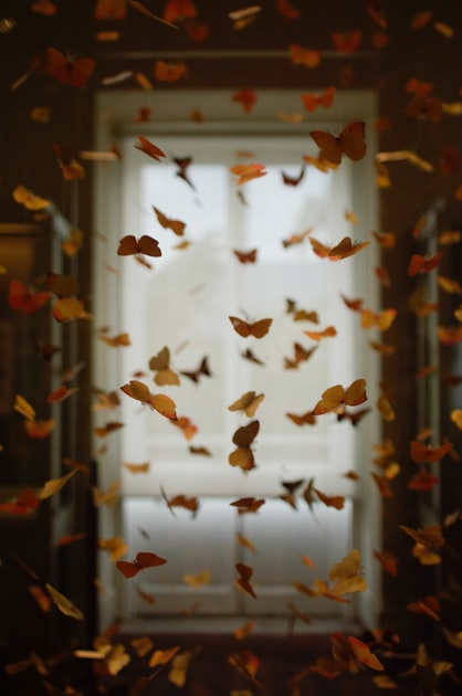 Enter The Butterfly Portal