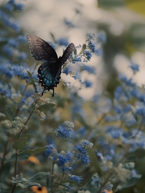 Meet Butterfly Girl