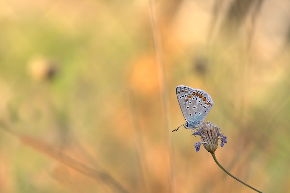 Discover Botanical Butterfly Therapy